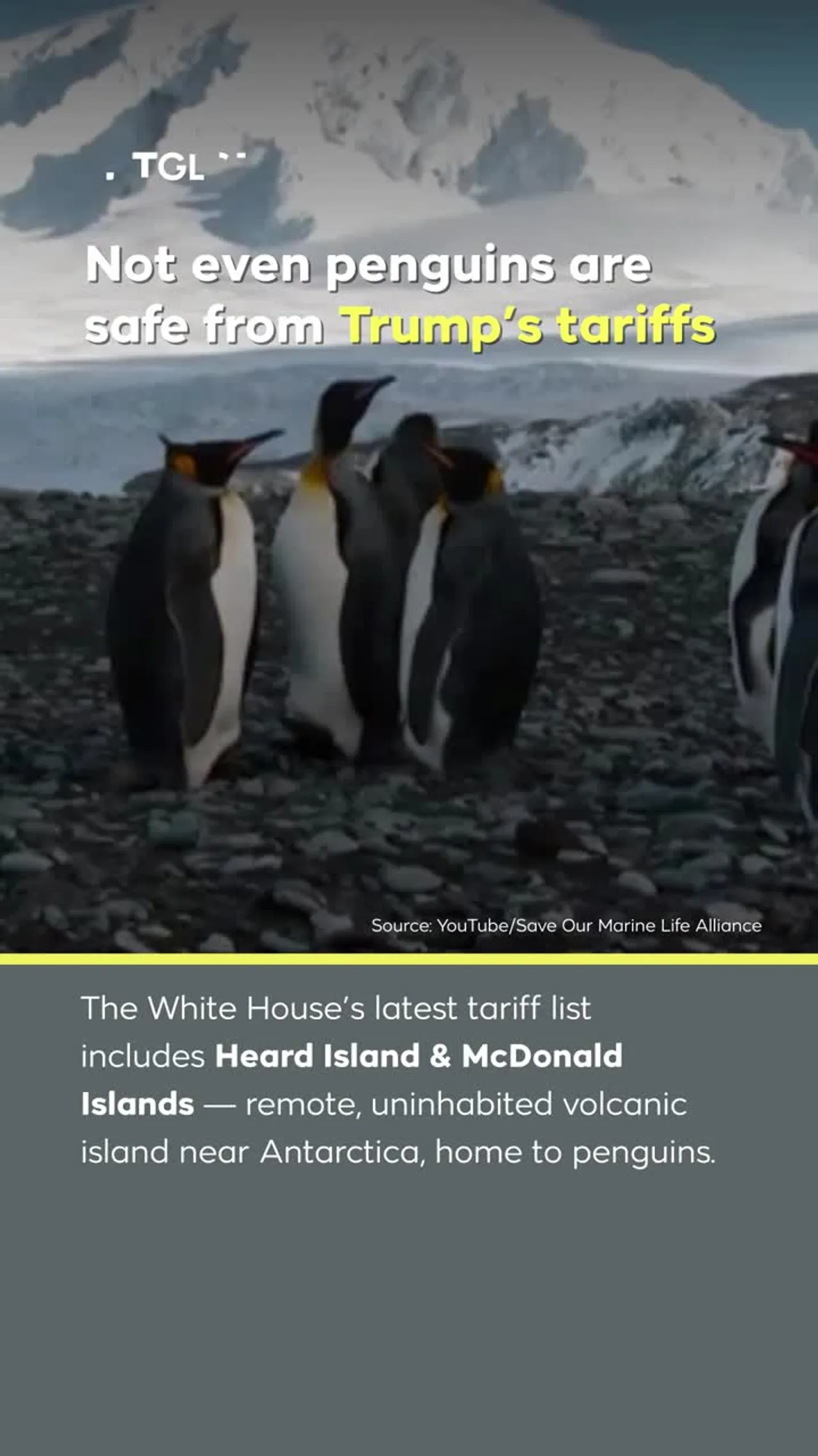 Not even penguins are safe from Trump’s tariffs